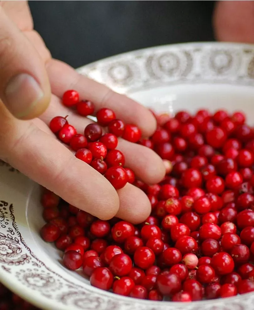 balsgard-lingonberry Balsgard Lingonberry