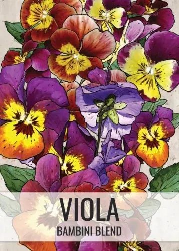 bambini-viola-seeds-planting-viola-cornuta Bambini Viola Seeds For Planting (Viola cornuta)