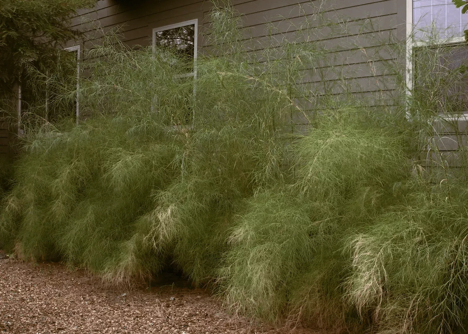 Bamboo Muhly