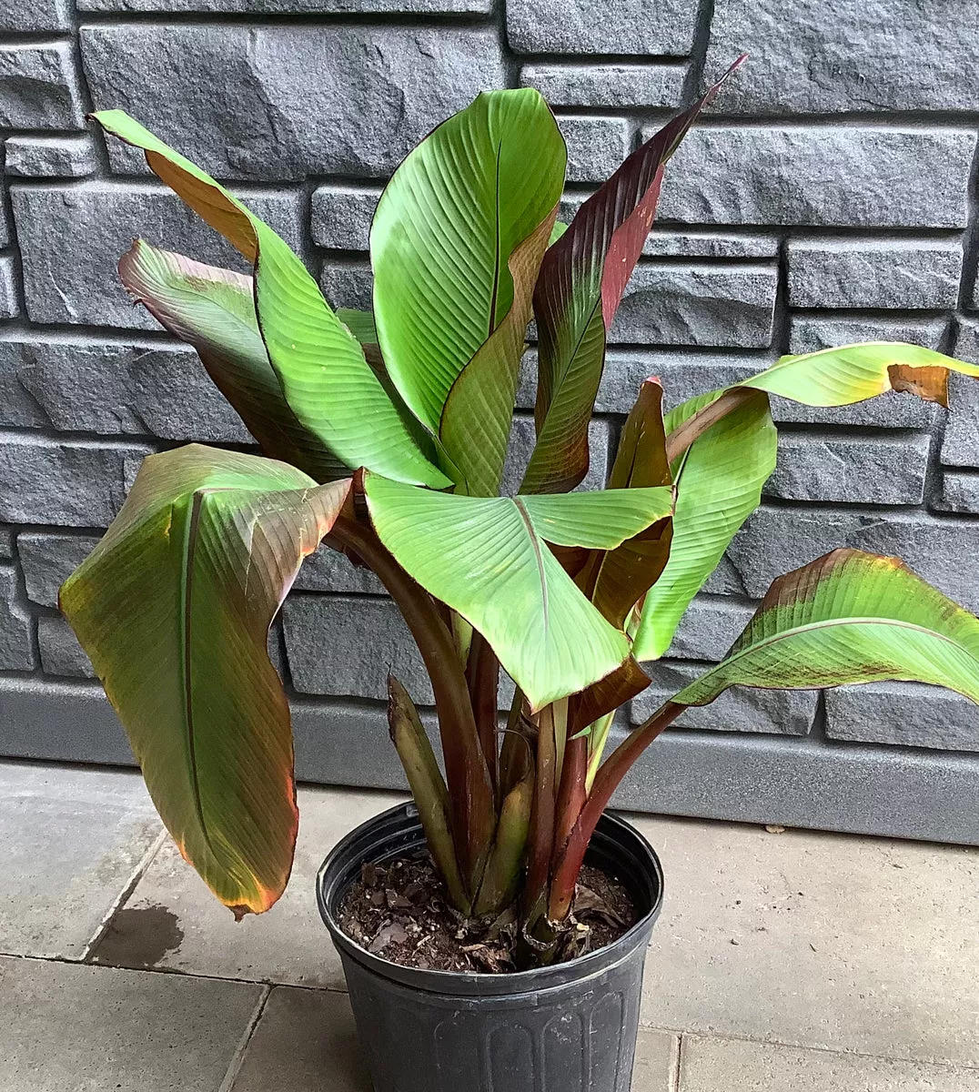 banana-ensete-maurelii-5-gal Banana- Ensete Maurelii- 5 Gal