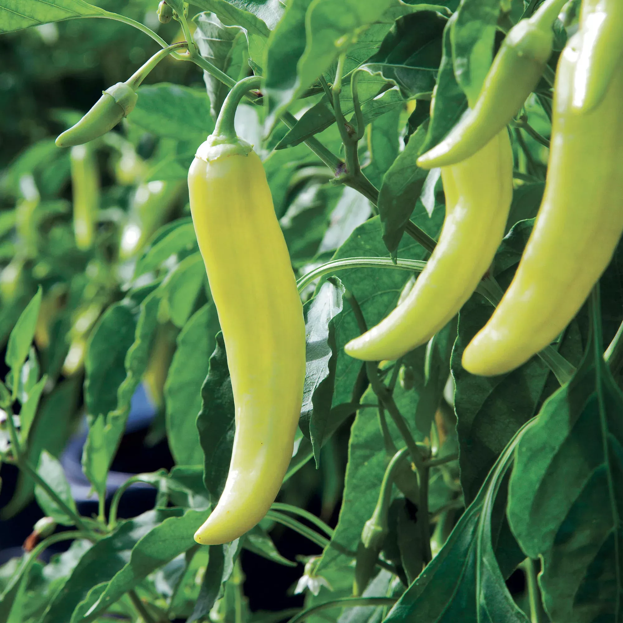 banana-hot-pepper-2-pack Banana Hot Pepper (2 Pack)