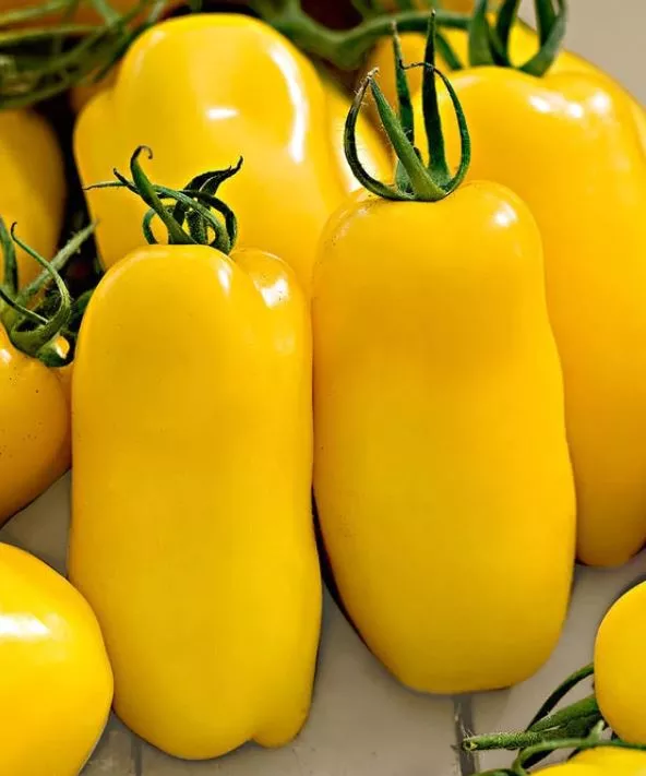 banana-leg-tomato Banana Leg Tomato