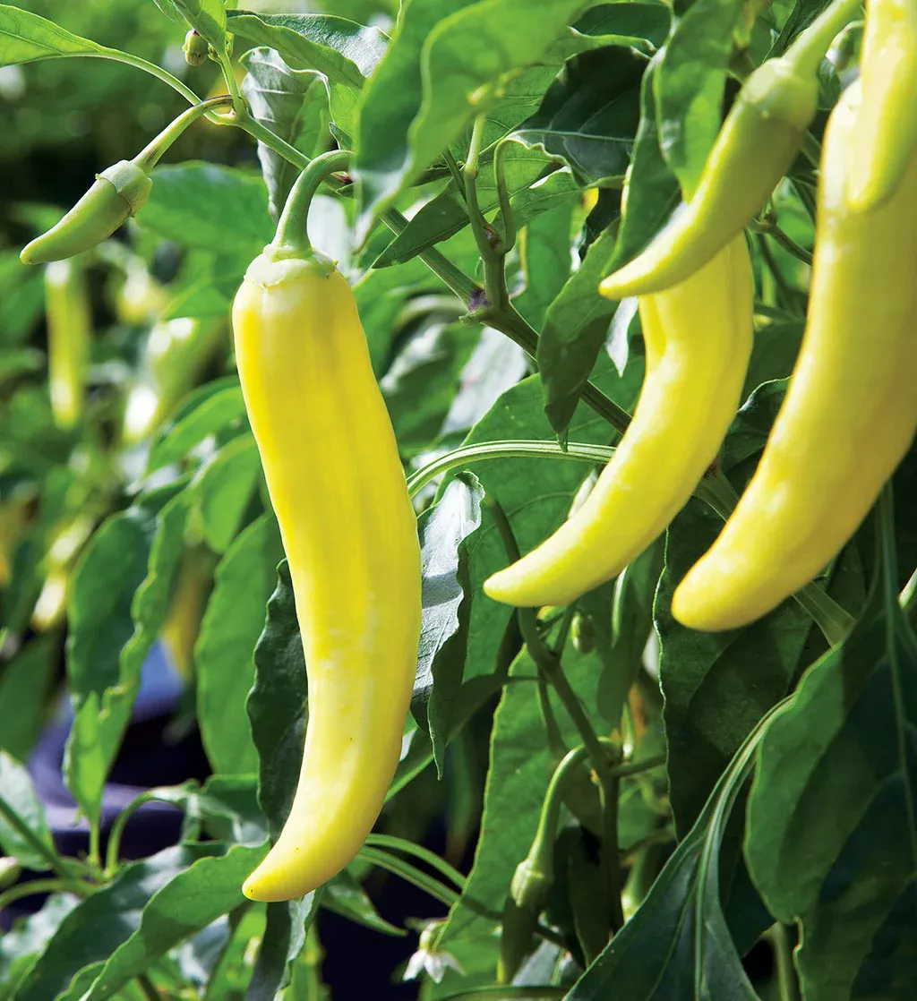 banana-pepper Banana Pepper