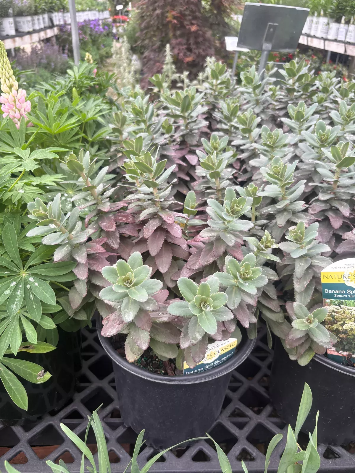 banana-split-stonecrop Banana Split Stonecrop