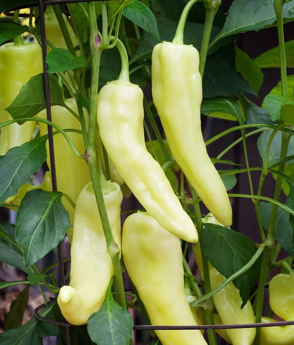 banana-sweet-pepper-2-pack Banana Sweet Pepper (2 Pack)