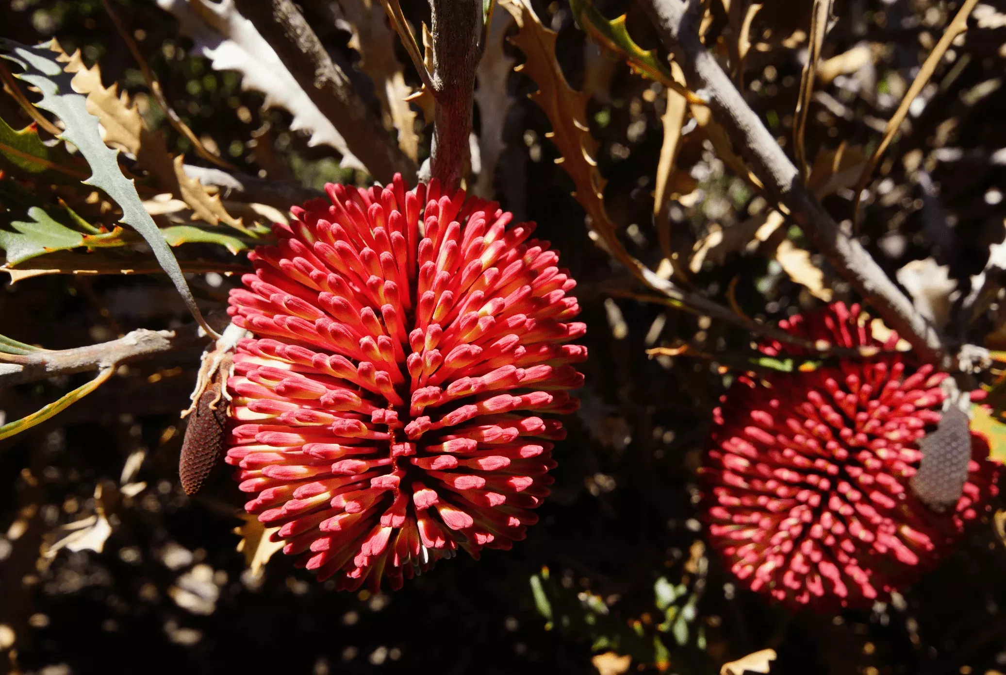 banksia-caleyi Banksia caleyi