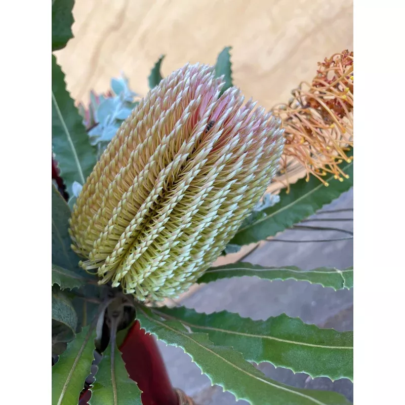 banksia-integrifolia-coast-banksia Banksia Integrifolia, Coast banksia