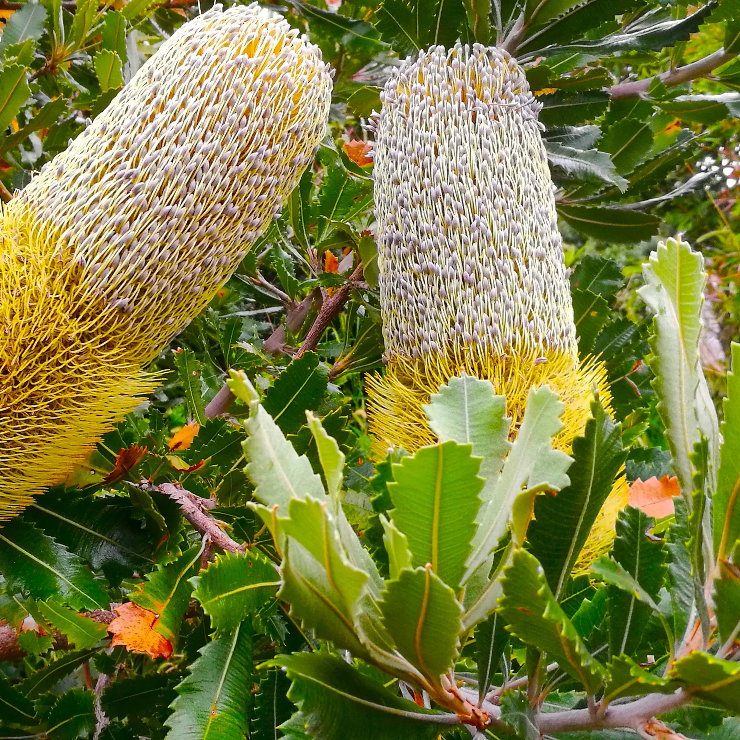 banksia-pod Banksia Pod