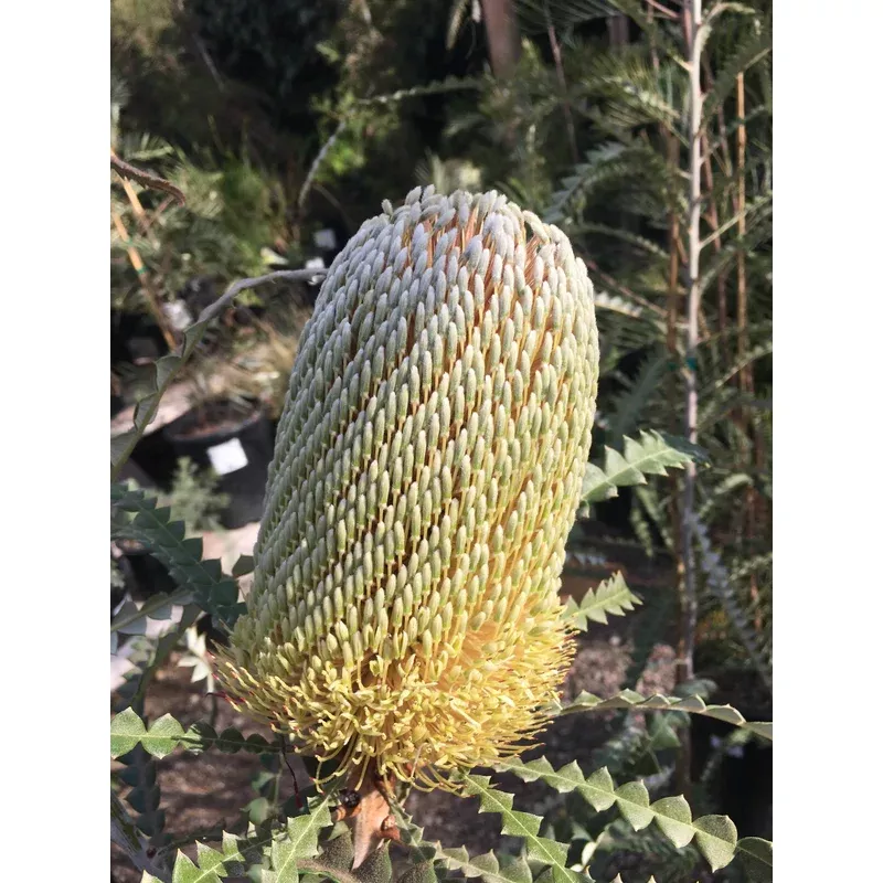 banksia-speciosa-showy-banksia Banksia speciosa, Showy Banksia