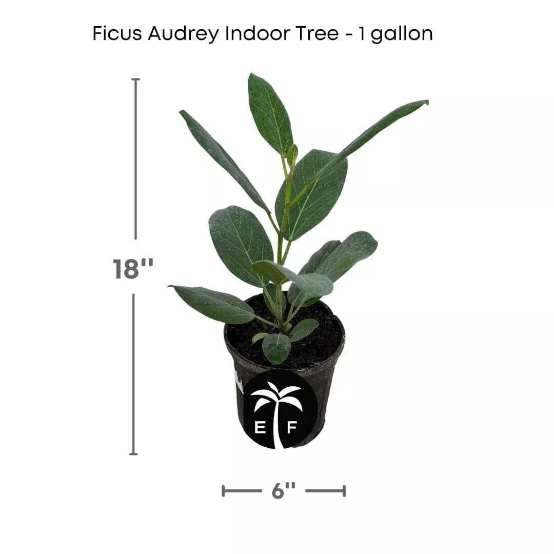 Banyan Tree, Elegant Ficus Audrey The Perfect Indoor plant