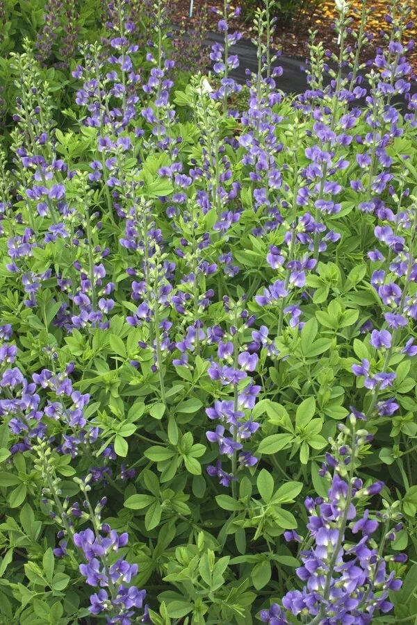 baptisia-australis Baptisia 'Australis'