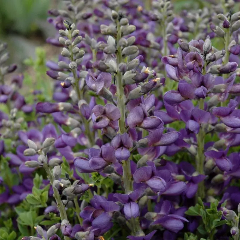 baptisia-blueberry-sundae Baptisia 'Blueberry Sundae'