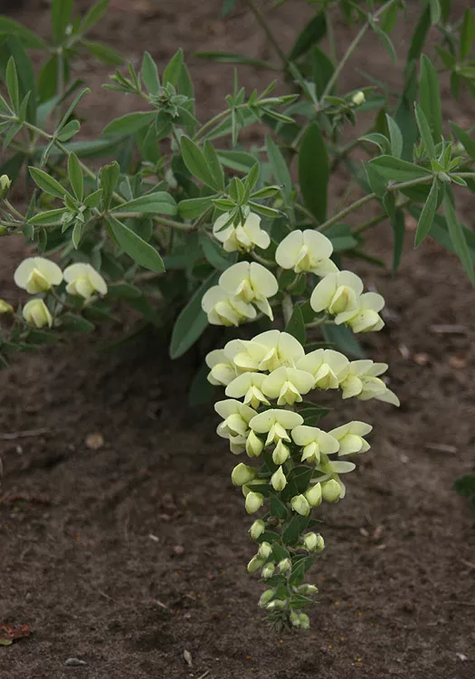 baptisia-bracteata-cream-false-indigo Baptisia bracteata - Cream False Indigo