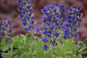 Baptisia DECADENCE 'Sparkling Sapphires' PP27904 (4) 1-gallons