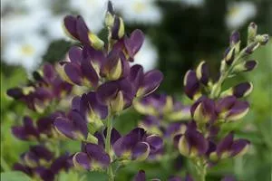 baptisia-grape-taffy-ppaf-25-br-plants Baptisia 'Grape Taffy' PPAF (25) BR Plants