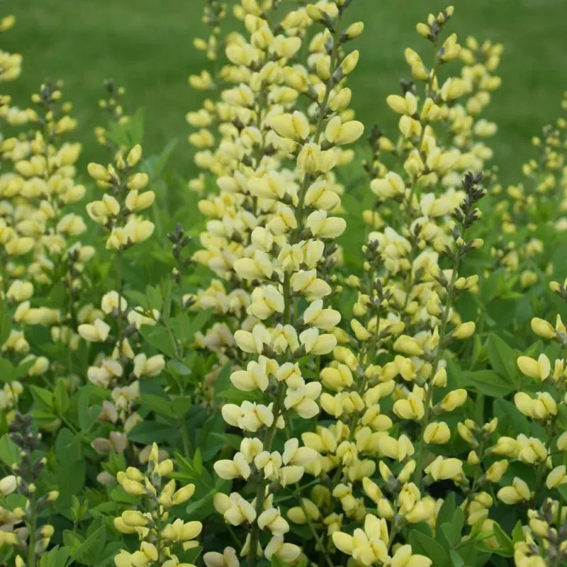 baptisia-lemon-meringue Baptisia 'Lemon Meringue'