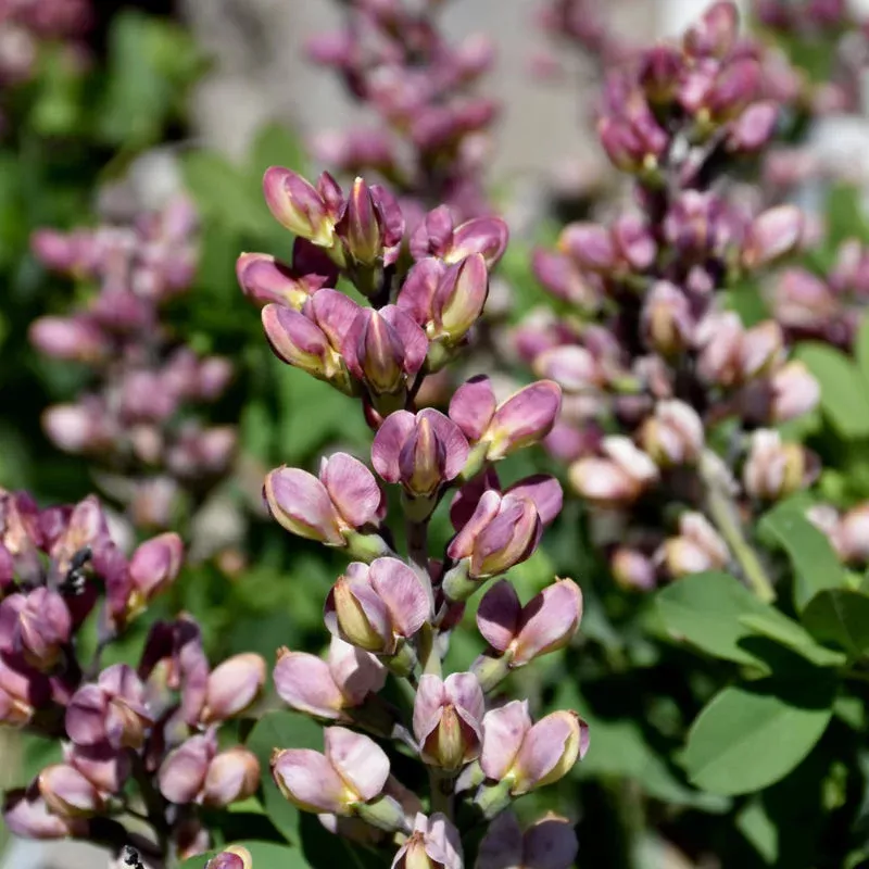 baptisia-pink-truffles Baptisia 'Pink Truffles'