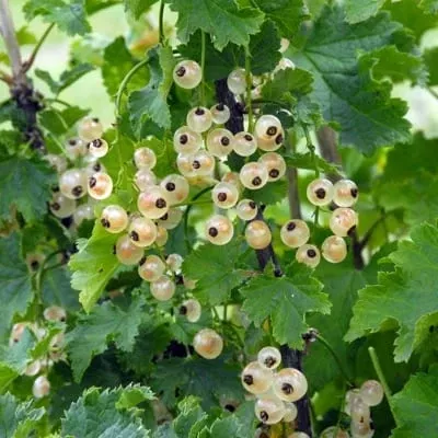 Bar-le-duc White Currant