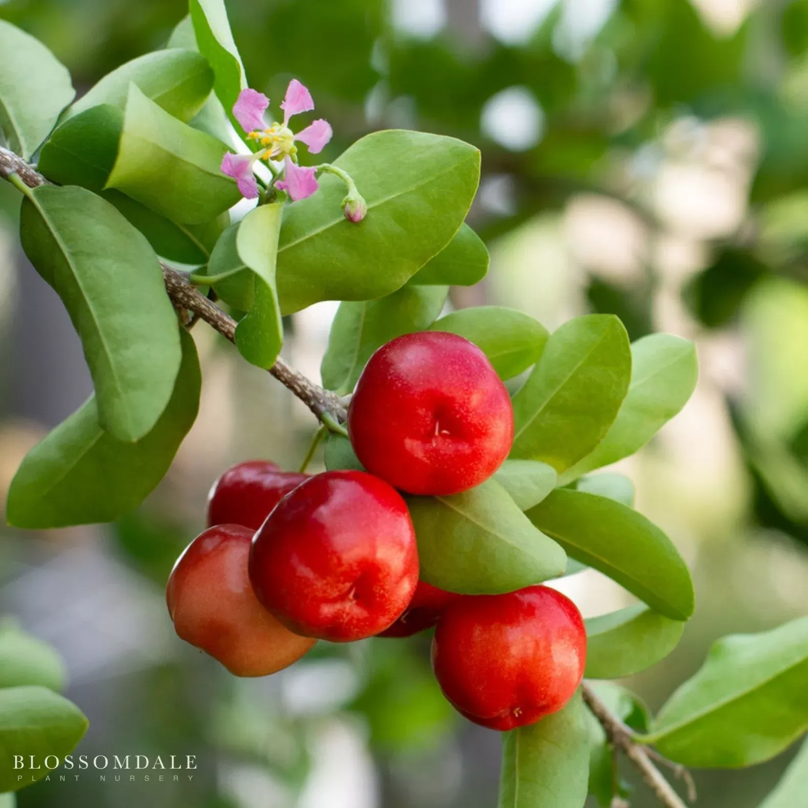 barbados-cherry-acerola Barbados Cherry (Acerola)