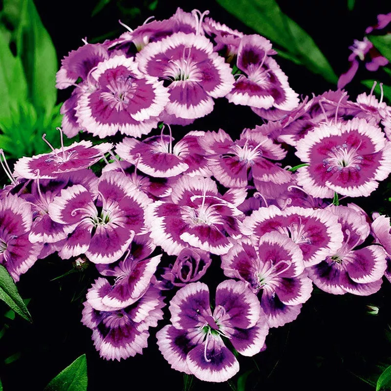 barbarini-purple-picotee-dianthus Barbarini Purple Picotee Dianthus