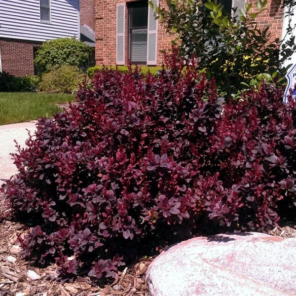 Barberry:'Concorde' 2Gal (Bl)