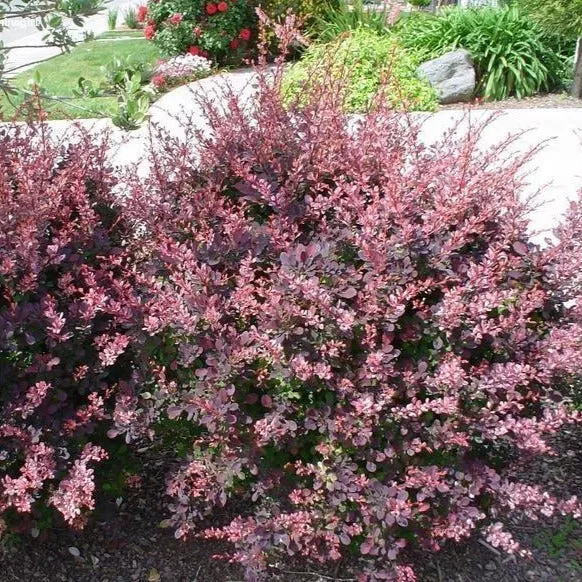 barberry-rose-glow-8-bl Barberry:'Rose Glow' 8" (Bl)