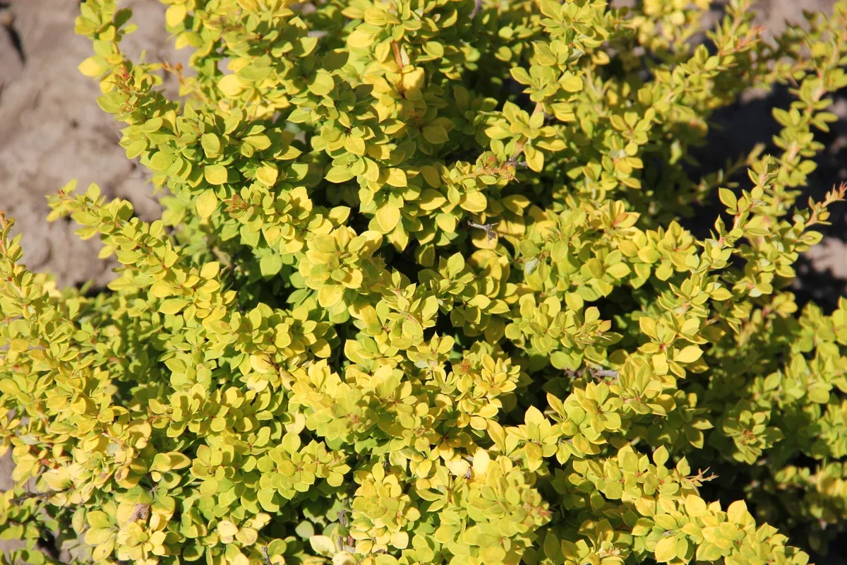 barberry-sunsation-2gal-bl Barberry:'Sunsation' 2Gal (Bl)