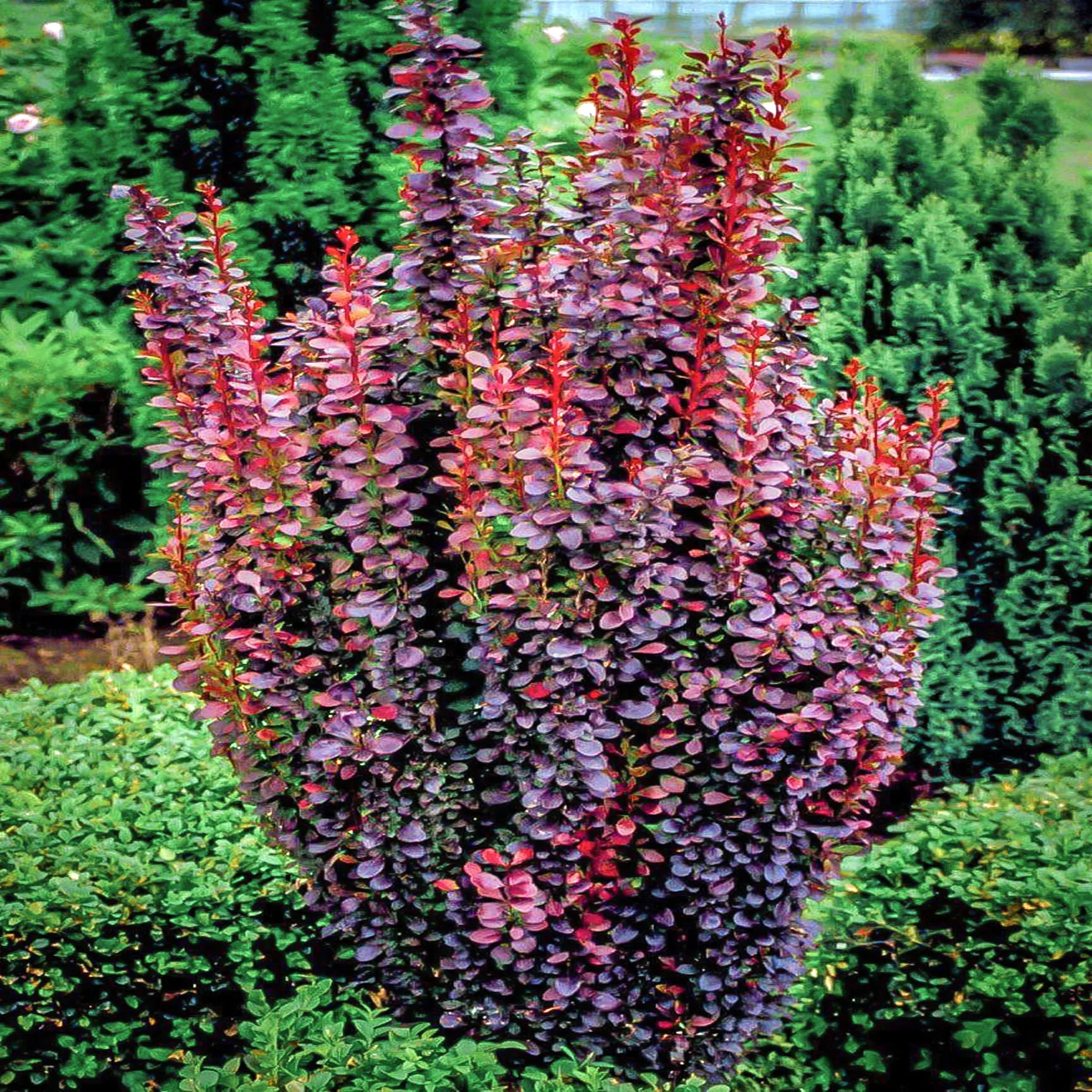 barberry Barberry