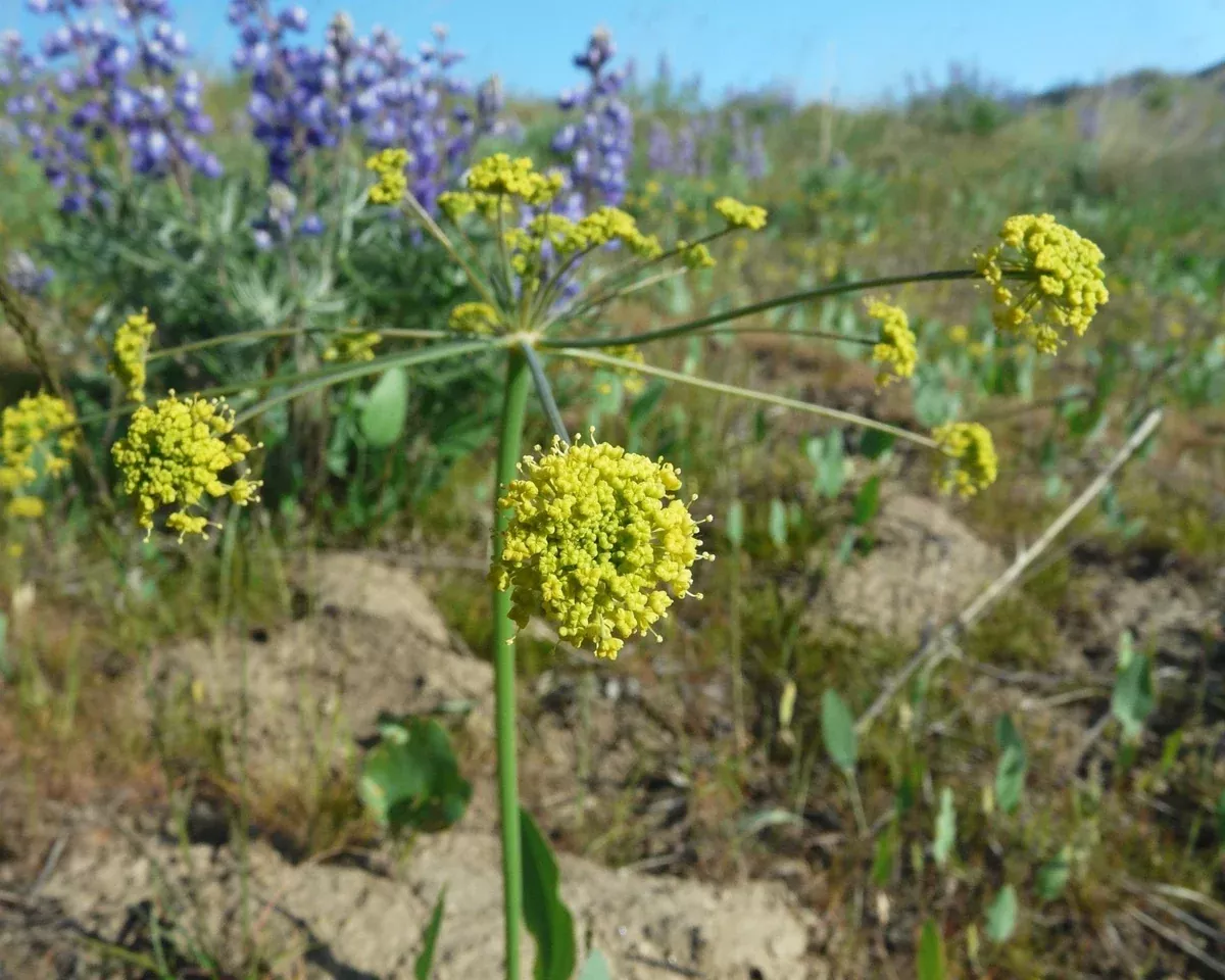 barestem-biscuitroot-seeds-lomatium-nudicaule Barestem Biscuitroot Seeds (Lomatium nudicaule)