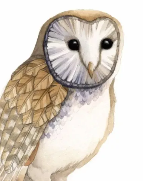 barn-owl-card Barn Owl Card