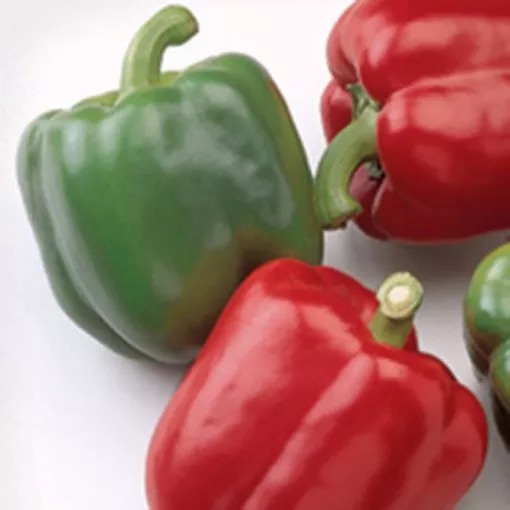 baron-pepper-seeds Baron Pepper Seeds
