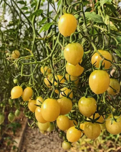 Barry’s Crazy Cherry Tomato