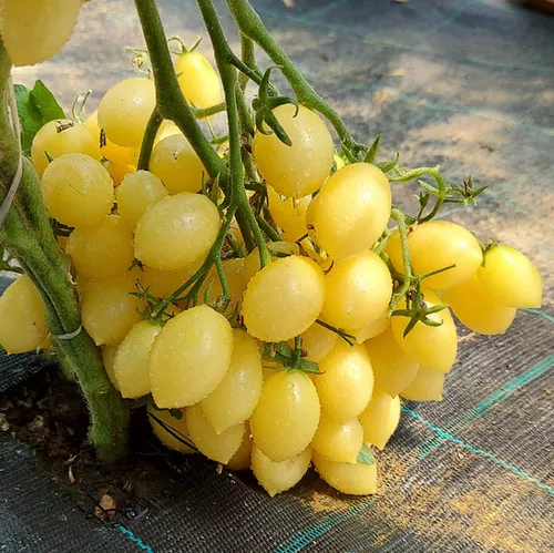 barrys-crazy-cherry-tomato Barrys Crazy Cherry Tomato