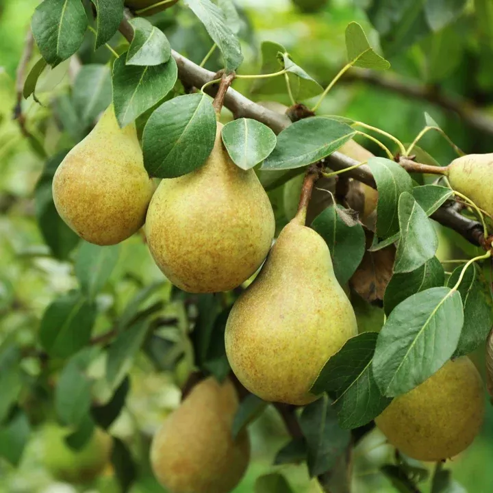 bartlett-pear-tree Bartlett Pear Tree