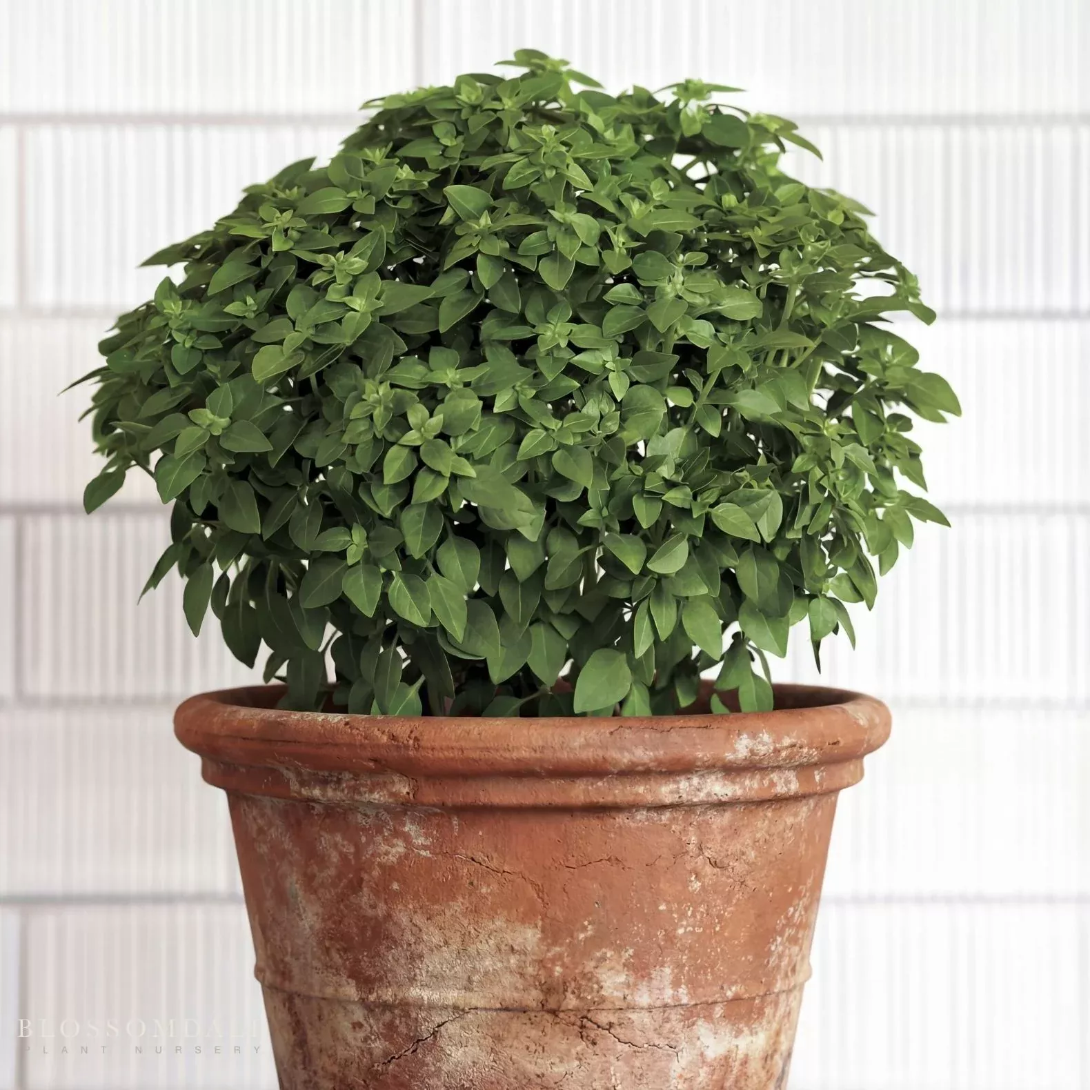 basil-bonsai-seeds Basil Bonsai Seeds