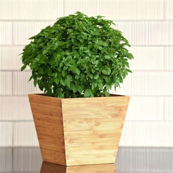 basil-bonsai Basil 'Bonsai'