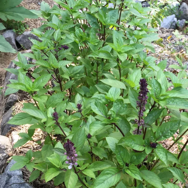 basil-cinnamon-back-new Basil: Cinnamon - Back!- NEW!