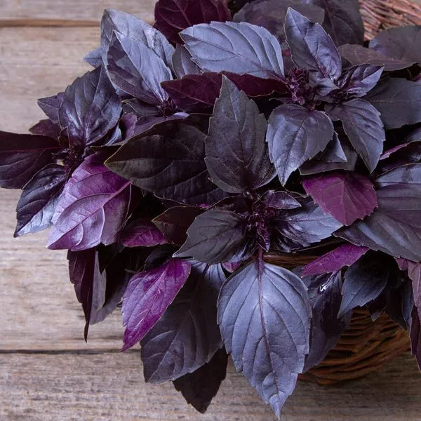 basil-deep-purple Basil, Deep Purple