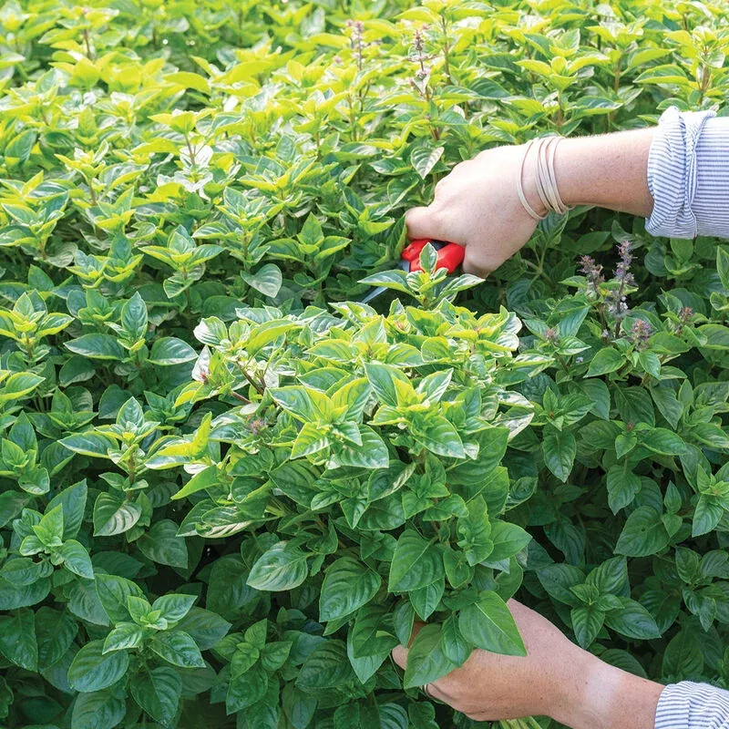 basil-everleaf-lemon-new Basil: Everleaf Lemon- NEW!