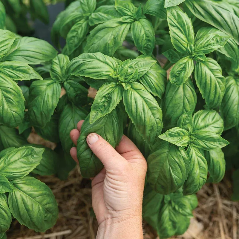 basil-mia-prospera-dmr-new Basil: Mia Prospera DMR- NEW!