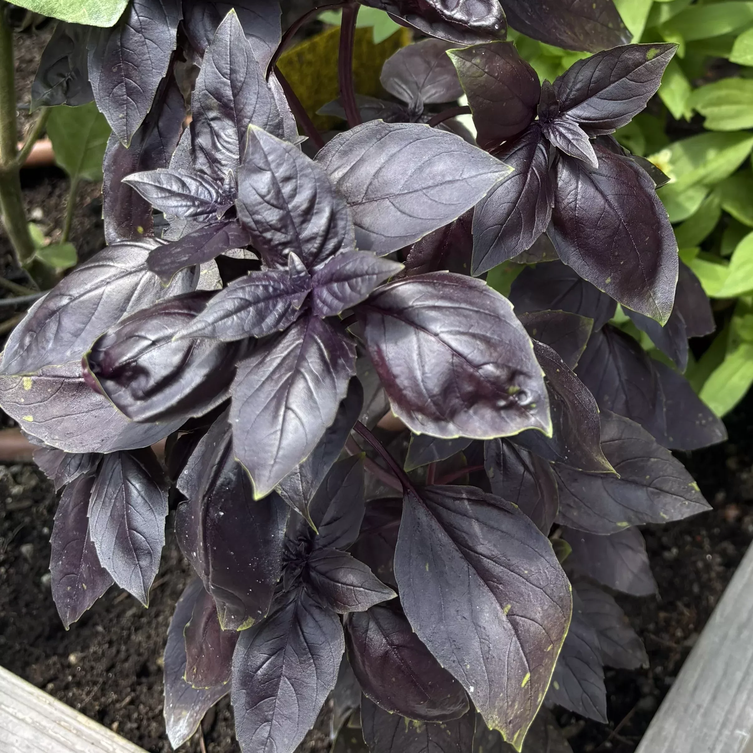 Basil Seedling, Purple Prospera
