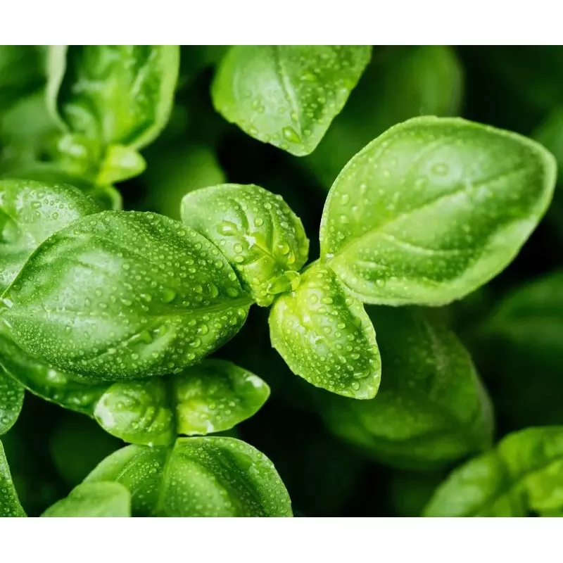 Basil: Sweet