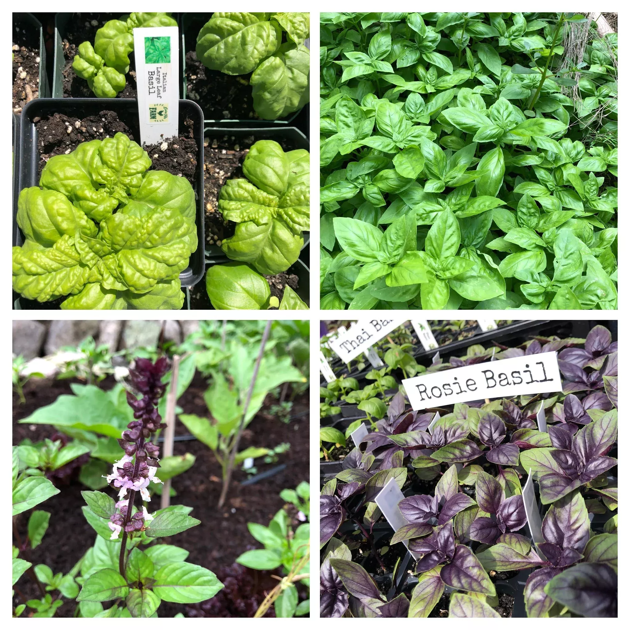 basil-variety-4-pack Basil Variety 4- pack