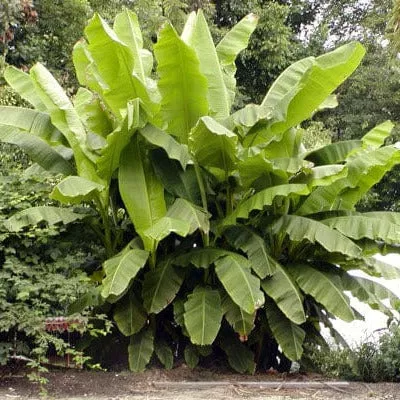 basjoo-banana-plant-cold-hardy-tropical-beauty Basjoo Banana Plant – Cold Hardy Tropical Beauty
