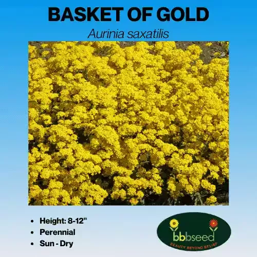 basket-gold-aurinia-saxatilis Basket-of-Gold – Aurinia saxatilis