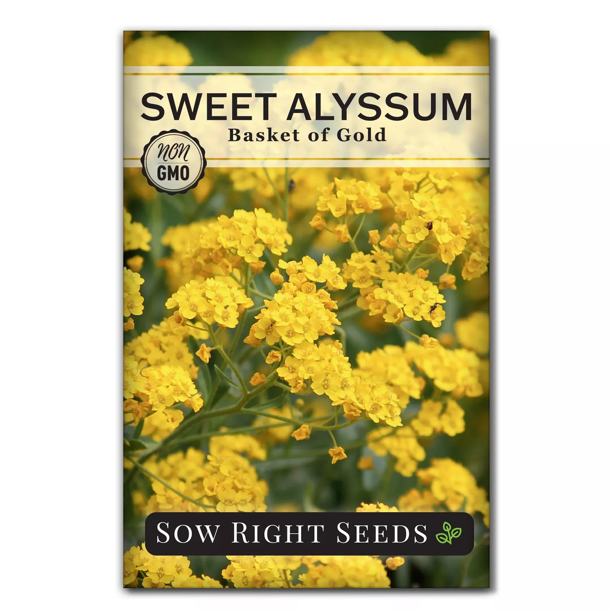 basket-gold-sweet-alyssum-seeds Basket of Gold Sweet Alyssum Seeds