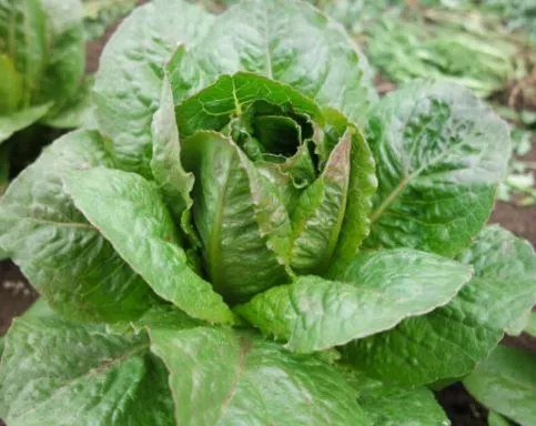 bath-lettuce Bath Lettuce