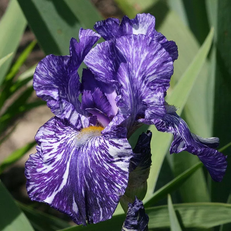 batik-bearded-iris Batik Bearded Iris