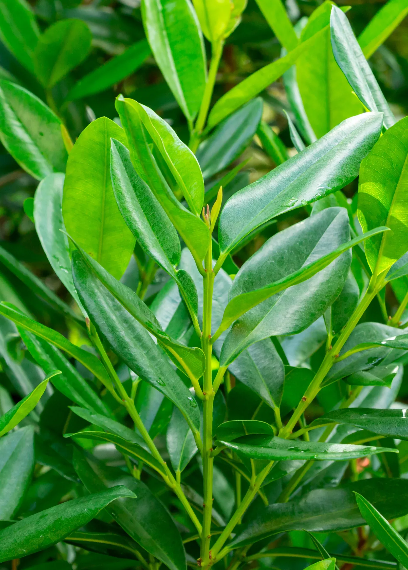 bay-rum-pimenta-racemosa Bay Rum (Pimenta racemosa)