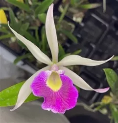 Bc. Yuan Nan Star War